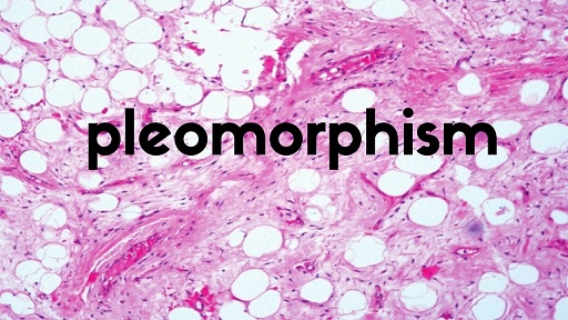 Pleomorphism Versus Monomorphism I