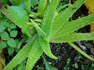 Herbs for Natural Medicine
